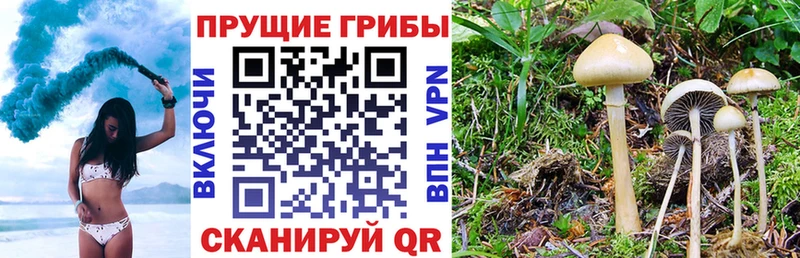 Галлюциногенные грибы мицелий  Теберда 