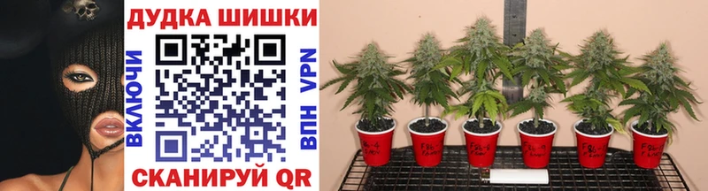 где найти наркотики  Теберда  Марихуана планчик 